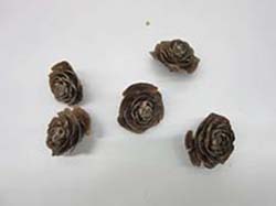 ﾋﾏﾔﾗ杉の実