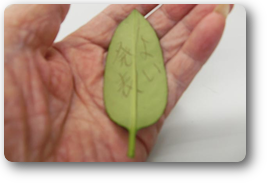 第575回例会報告