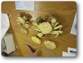 第５６５回例会画像